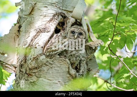 Ha bloccato owlet esitante a lasciare il nido alto in su. Sua madre era vicina con il cibo, incoraggiando il suo bambino a fare il salto. Foto Stock