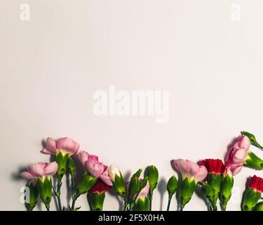 Immagine di fiori di garofano rosa e rosso su un bianco superficie Foto Stock