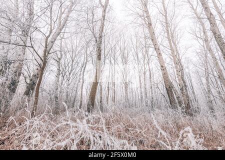 Forest trees covered with snow on frosty evening. Beautiful winter panorama. Landscape of spooky winter forest covered by mist, wide angle view Foto Stock
