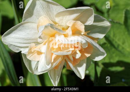 Narciso (latino Narcissus) - genere di piante monocotiledoni della famiglia Amaryllidaceae Foto Stock