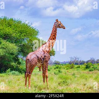 Dark Giraffe sorge tra gli alberi Tsavo East National Park, Kenya. È una foto di vita selvaggia. Foto Stock