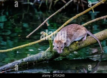 Brown Rat (Rattus norvegicus) su un ramo che sovrasta un fiume a Accers Pit a Warrington, Regno Unito Foto Stock