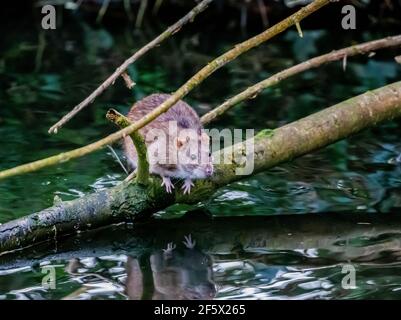 Brown Rat (Rattus norvegicus) su un ramo che sovrasta un fiume a Accers Pit a Warrington, Regno Unito Foto Stock