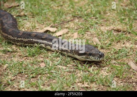 Un python tappeto vicino a Barwon Heads a Victoria, Australia Foto Stock