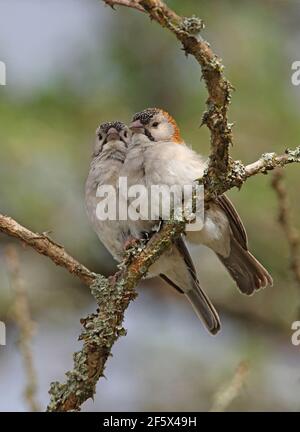 Coppia di Weaver (Sporopies frontalis emini) con facciata speckle appollaiata sul ramo Kenya Novembre Foto Stock