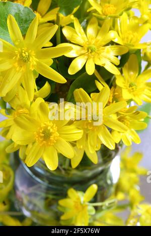 Coppa di burro a base di celandine, radice di fico (Ranunculus ficaria, ficaria verna) Foto Stock