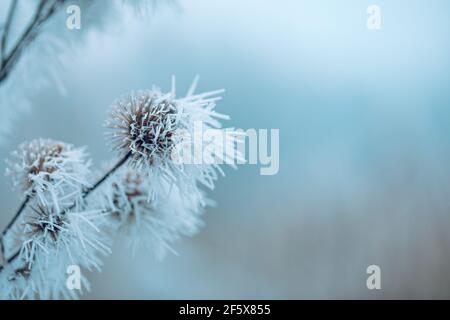 Foresta natura piante secche in un hoarfrost, primo piano. Nebbia mattutina. Giorno invernale soleggiato. Stagioni, cambiamenti climatici, ecologia, botanica. Sfondo bianco naturale Foto Stock
