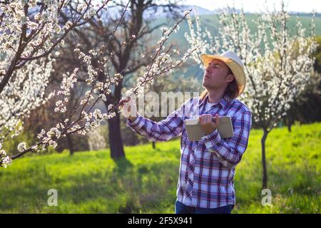 Coltivatore che usa la tavoletta digitale mentre esamina l'albero della frutta fiorente in frutteto. Agricoltura e tecnologia moderna. Giardinaggio in primavera Foto Stock