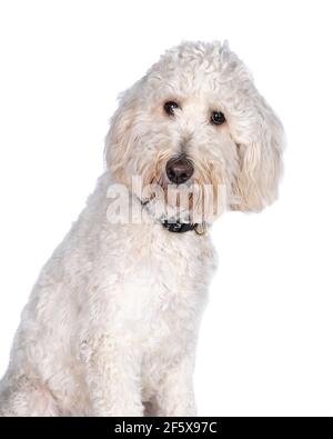 labradoodle adulto seduto guardando la fotocamera isolata su sfondo bianco con spazio per il testo Foto Stock