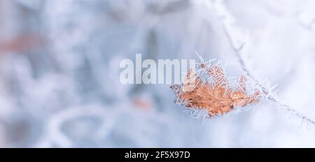 Bella offuscata delicata inverno gelo natura banner di sfondo. Ghiaccio coperto, foglie di gelo da vicino. Ramo congelato di albero coperto di prima neve Foto Stock