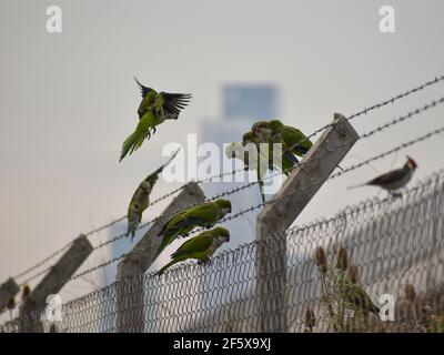 Gruppo di parakeet monaco (miopsitta monachus), o pappagallo quaker, nella città di Buenos Aires, Argentina Foto Stock
