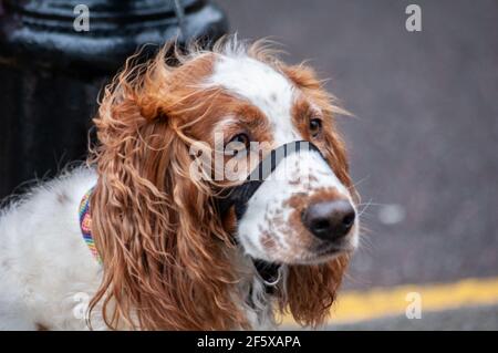 Cocker Spaniel legato fuori di un negozio a Chelsea, Londra Foto Stock