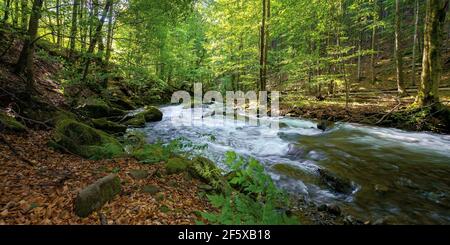 il torrente di montagna scorre attraverso la foresta. scenario naturale primaverile in una giornata di sole. rapide flussi d'acqua tra le rocce. faggi sulla riva in verde lussureggiante f Foto Stock
