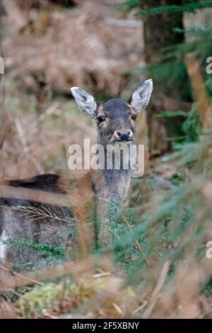 Femmina allow Deer nella Foresta di Dean UK Foto Stock