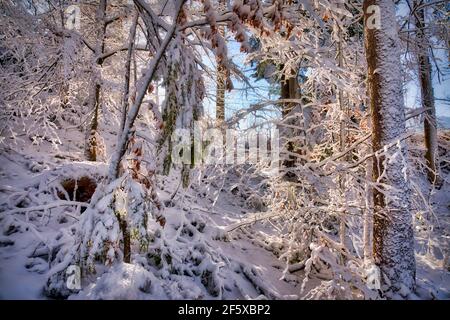 DE - BAVIERA: Scena invernale nell'Isartal vicino Bad Toelz Foto Stock