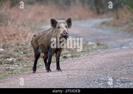 Cinghiale su una foresta nella Foresta di Dean REGNO UNITO Foto Stock