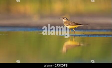 coda di carro gialla in piedi in acqua con riflesso Foto Stock