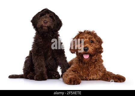 Cobberdog rosso e cioccolato aka Labradoodle cuccioli, seduti e adagiato insieme. Guardando verso la fotocamera. Isolato su sfondo bianco. Foto Stock