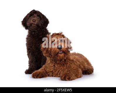 Cobberdog rosso e cioccolato aka Labradoodle cuccioli, seduti e adagiato insieme. Guardando verso la fotocamera. Isolato su sfondo bianco. Foto Stock