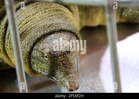 Un primo piano del volto di una tartaruga cinese a guscio molle (Pelodisus sinensis) Foto Stock
