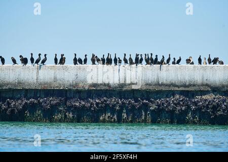 Cape Cormorants che riposa sul Muro Jetty a Velddddriff Foto Stock