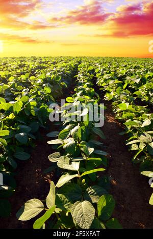 Pianta di soia verde crescente su campo. Piantagione di soia al tramonto. Paesaggio primaverile al sole che tramonta. Foto Stock