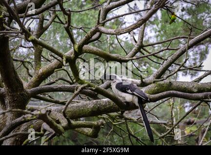 Femmina von der Decken´s Hornbill (Tockus deckeni) in piedi su un ramo di albero. Foto Stock