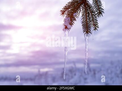 Iciclette appese a un ramo di un albero sempreverde al tramonto. Inverno natura sfondo. Foto Stock