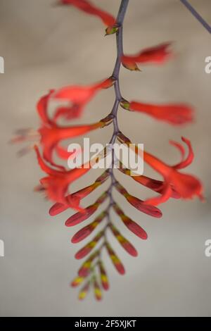 crosmia rossa e arancione brillante o montbretia iris fiore Foto Stock