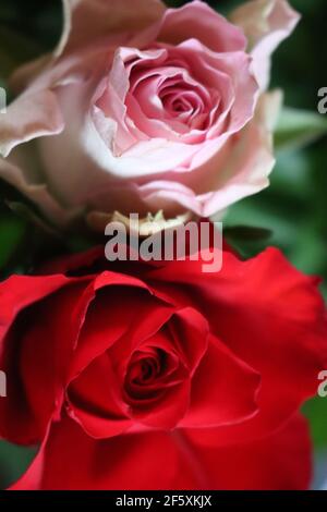 fiore rosa foglie naturali di spiedini dai colori vivaci Foto Stock
