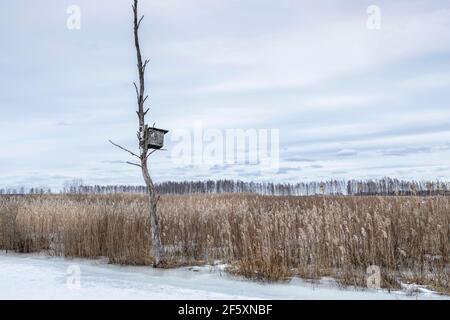 Paesaggio invernale con un lago di palude sviluppato. Foto Stock