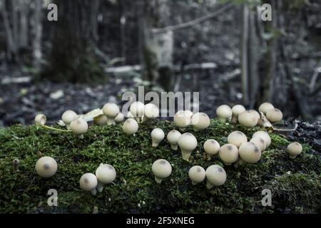 I funghi contenenti psilocibina crescono su muschio verde. Foto Stock