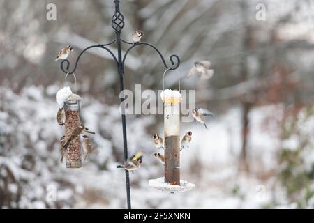 Alfine (Carduelis Carduelis) Appollaiato su un alimentatore di semi Nyger con passeri di albero (Passer Montanus) che si nutrono di arachidi su un alimentatore adiacente Foto Stock