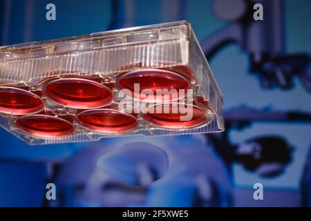 Tecnologie cellulari in biologia. piastra per terreni di coltura a 6 pozzetti. Foto Stock