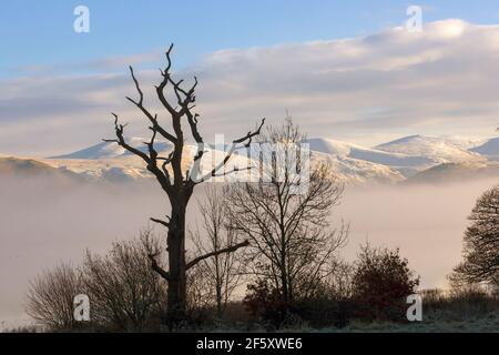 Montagne innevate del Distretto dei Laghi del Nord, Cumbria. Una silhouette stellare di un albero morto sulla riva del lago Bassenthwaite in primo piano Foto Stock