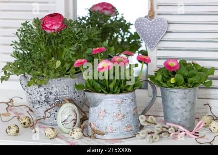 fiori di bellis rosa e ranunculus in vasi d'epoca come primavera decorazione Foto Stock