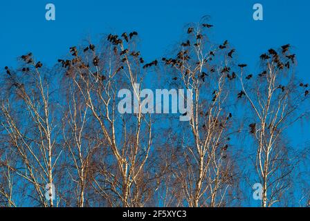 Uccelli neri sulle cime degli alberi di betulla contro il cielo blu Foto Stock