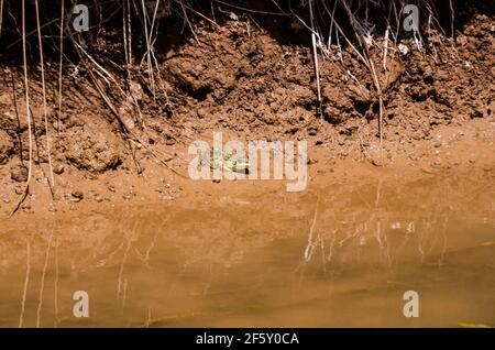 Zaida, Marocco - 10 aprile 2015. Rospo verde europeo - Bufotes viridis seduto sulla riva da alimentatore del fiume Moulouya di colore arancione Foto Stock