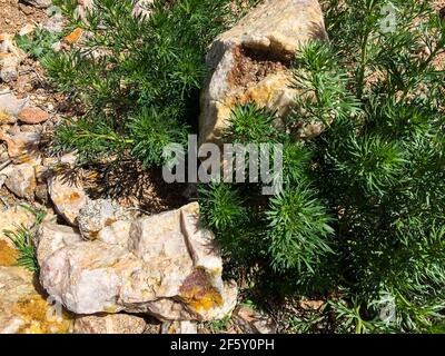 Minerali pietre tra piante in natura del Marocco Foto Stock