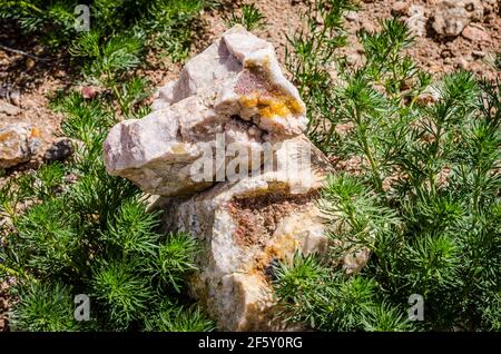 Minerali pietre tra piante in natura del Marocco Foto Stock