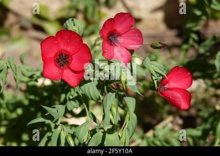 Linum grandiflorum . comunemente conosciuto come lino fiorente, lino rosso, lino scarlatto, e lino cremisi. Che cresce in un giardino della California meridionale. Foto Stock