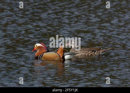 Un paio di anatre mandarini (UK) su un lago. Foto Stock