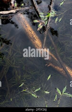 Ancora acqua in natura con riflesso di cielo e nuvole e piante naturali vita e alberi Foto Stock