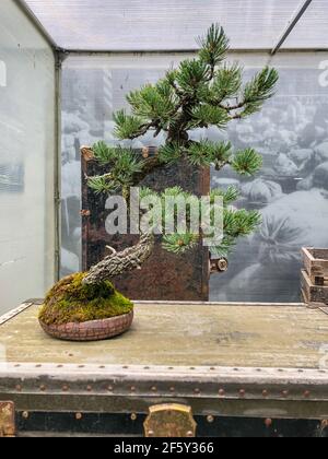 Il pino di montagna rocciosa (Pinus aristata) è una specie di pino di setole originario degli Stati Uniti. Appare nella roccia Foto Stock