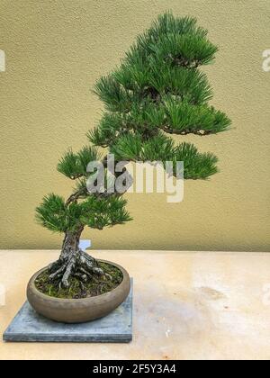 Il pino nero giapponese (Pinus thunbergii) è un pino dell'Asia orientale originario delle zone costiere del Giappone (Kyūshū, Shikoku e Honshū) e della Corea del Sud. Foto Stock