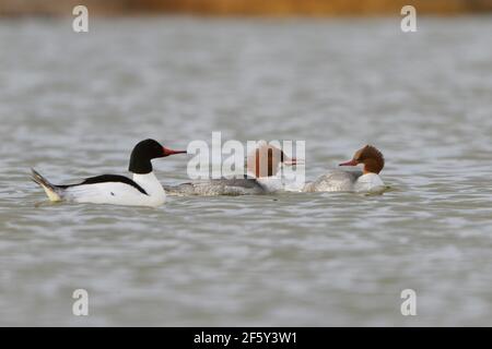 Gruppo di mercanti comuni a Lee Kay Ponds in Salt Lake County, Utah. Foto Stock