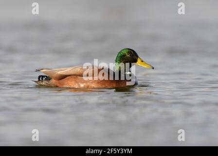 Mallard ibrido anatra su stagno con iridescente testa verde e. bolletta gialla Foto Stock