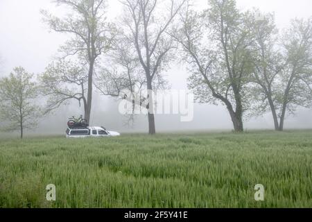 Autocarro in campo verde lungo e Foggy Foto Stock
