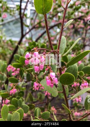 La manzanita di Baker (Arctostaphylos bakeri) è endemica della contea di Sonoma, California, dove cresce nel chaparral e nei boschi della costa settentrionale Ra Foto Stock