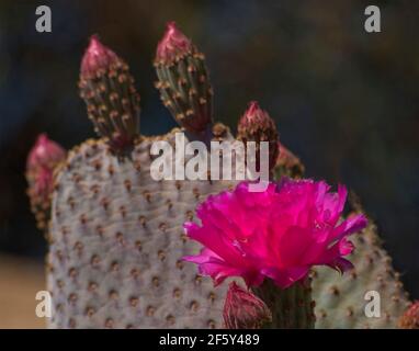 Hedgehog Cactus Blossoms in primavera Foto Stock